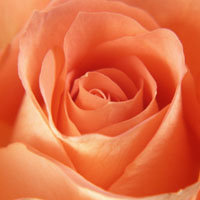 効果的な筋トレで貧弱なからだを短期間で変える筋トレ成功プログラム